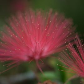 Malama `Aina: Taking Care of the Land